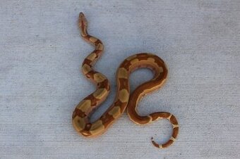 Veľhad kráľovský, Boa constrictor