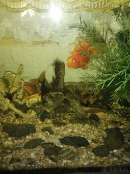 Predaj akvarijnych ryb