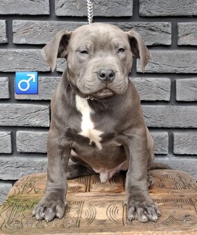 AMERICAN BULLY 🔥💯