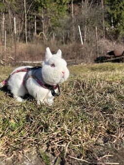 Predám bieleho zajač