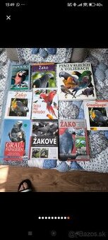 Žako papagáj šedý