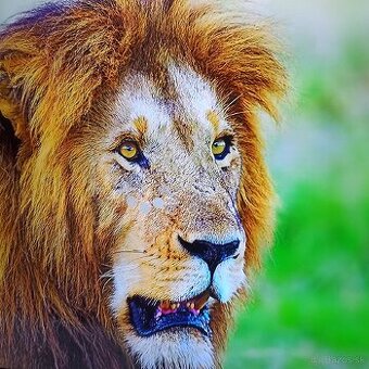 Samsung 4k led lcd tv 50 (127cm) smart