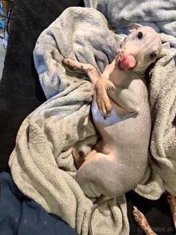 Americký bezsrstý teriér - štěně (fenka)