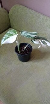 Monstera variegata