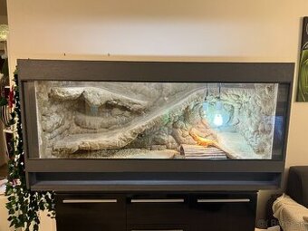 Agama bradatá + terárium