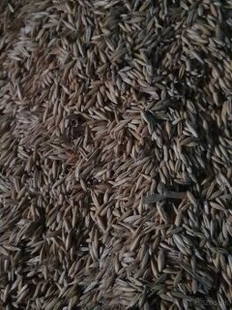 Predám ,Pšenicu,Jačmeň,Ovos  20 euro =100kg