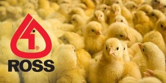 Brojlere Ross 308
