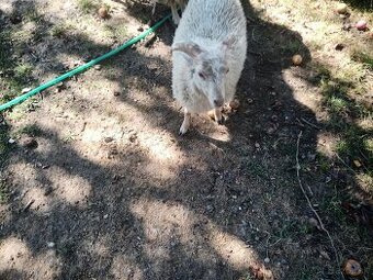 Predám minibarančeka