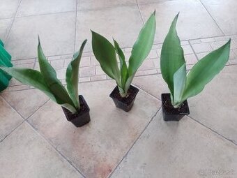 Svokrin jazyk Moonshine 1ks/6€+pošta