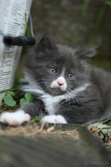 Mainská mývalia - maine coon - MCO - kocúrik TEDDY