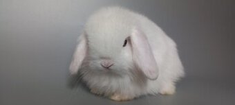Mini Lop