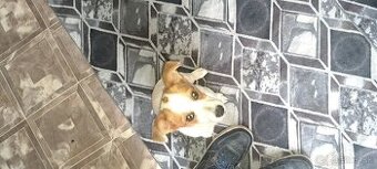 Predám jack russella - 1