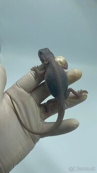 Agama bradatá – Zero (biela forma)