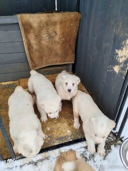 Stredoázijský ovciak