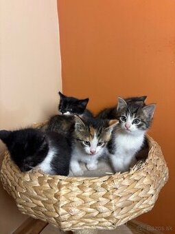 Roztomilé mačiatka hľadajú domov – zdarma