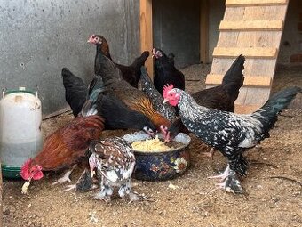 Predám sliepky liliputky aj kohúty