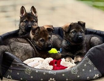 Šteniatka nemeckého ovčiaka s PP - 1