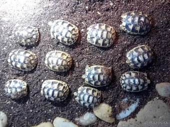 Predam malé suchozemske korytnačky testudo marginata - 1