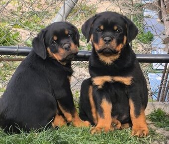Šteniatka rotvajler s PP, rtw, rotvajler, rottweiler