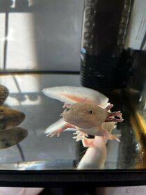 Axolotl mexický - 1