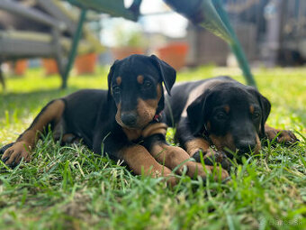 Doberman - šteniatka