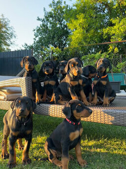 Doberman - šteniatka