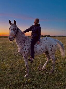 Appaloosa kobylka