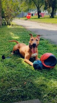 Bulterier x americký pitbull teriér