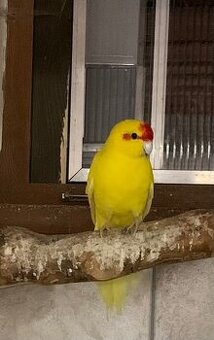 Kakarik