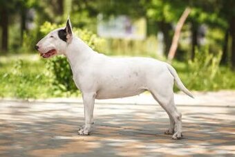 BULTERIER-BULLTERIER-BULLTERRIER-KUPIM.