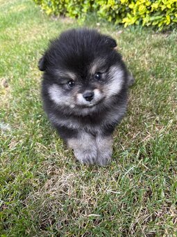Špic Pomeranian Čierno pálená fenka