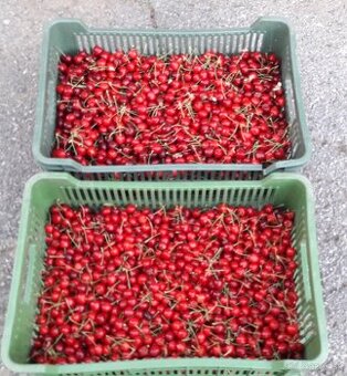 REZERVE-Čerešne 2,50 Eur/kg, BIO kvalita