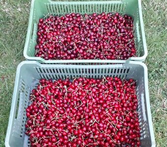 ČEREŠNE - 2 Eurá/kg, BIO kvalita, SUPERPOTRAVINA