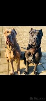 Pes Bandog Predaj