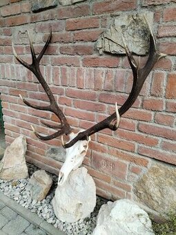Trofej jeleňa