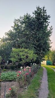 Záhrada s chatkou Šaľa - Veča