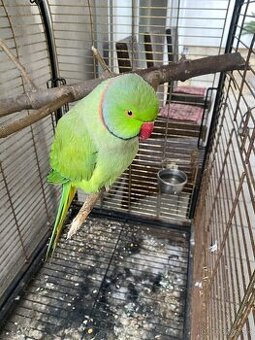 Alexander malý Samec (rozprávajúci) + klietka