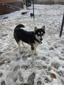 SIBIRSKY HUSKY