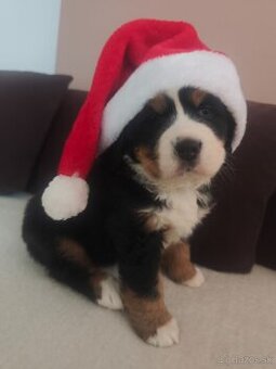 Bernský salašnícky pes