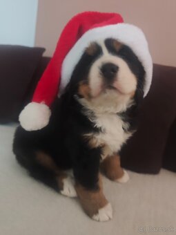 Bernský salašnícky pes