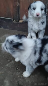 Steniatka border kolia