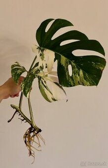 Monstera deliciosa variegata