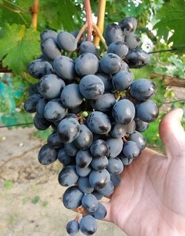 Predam sadenice vinica