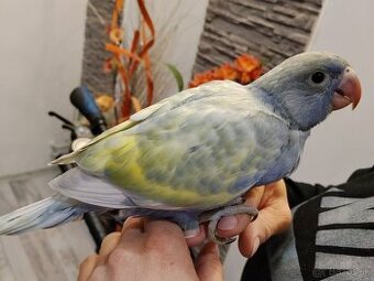 na predaj ručne chovaný, nežný a priateľský malý Alexander