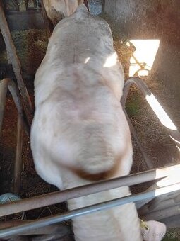 Byk charolais