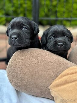 Labrador retriever
