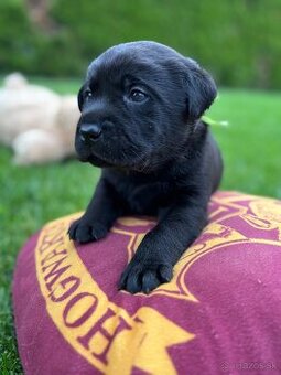 Labrador retriever