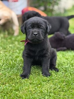 Labrador retriever