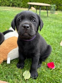 Labrador retriever