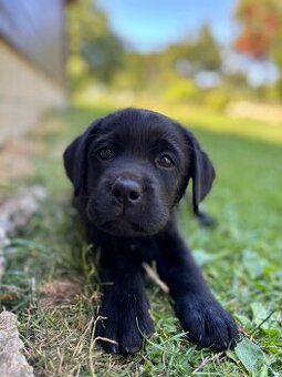 Labrador retriever